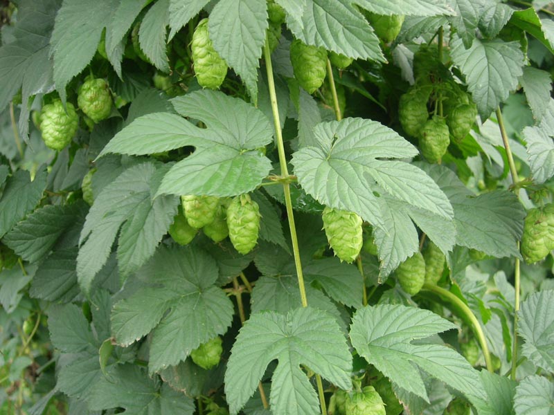  Image name: luppolo3.jpg 
 width: 800 pixel 
 height: 600 pixel 
 Size: 120196 bytes 
 Click to enlarge 